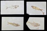 Lot: Green River Fossil Fish - Pieces #81273-2